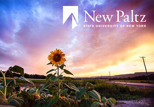 sunset with sunflower and suny new paltz logo